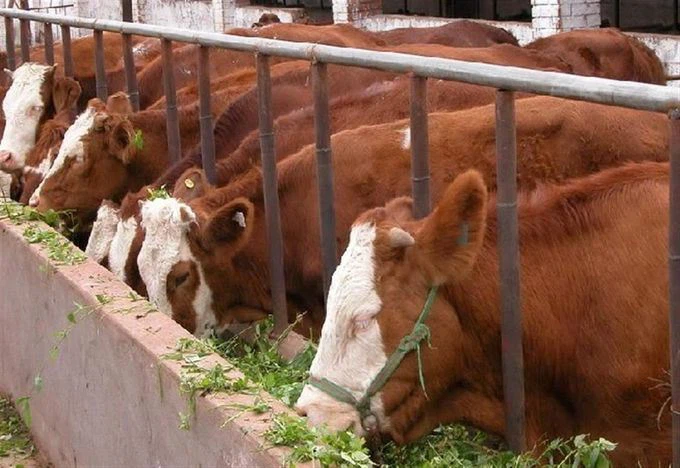cow feed making machines